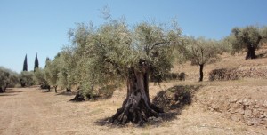 Old olive tree in France